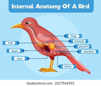 Labeled diagram of bird's internal organs