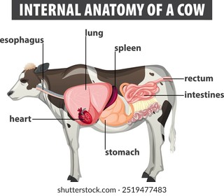 Diagrama etiquetado de los órganos internos de la vaca