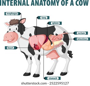 Beschriftetes Diagramm der inneren Organe der Kuh