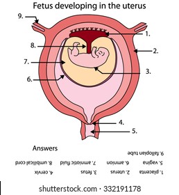 Labeled diagram of developing fetus in the uterus.