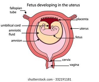 Labeled Diagram Of Developing Fetus In The Uterus.