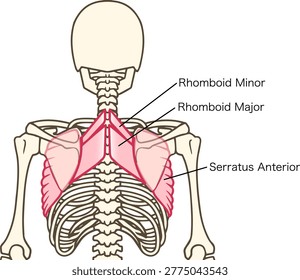 Labeled Diagram of Human Back Muscles: Rhomboid Major, Minor, and Latissimus Dorsi