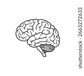 Labeled Diagram of Human Brain with Cerebellum Highlighted
