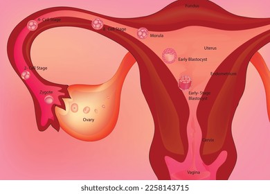 Labeled diagram human embryonic development stages.  1--unicellular, 2--blastomere stage, 3--blastoderm stage, 4--bilaminar stage, 5--trilaminar stage, 6--early somite stages, 7--stage of limb develop