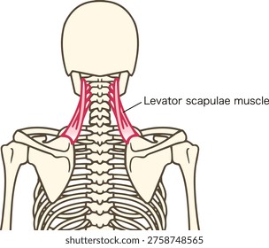 Labeled Diagram of the Levator Scapulae Muscle in Human Anatomy