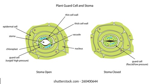 Labeled Diagram Showing Plant Stoma Open And Closed.