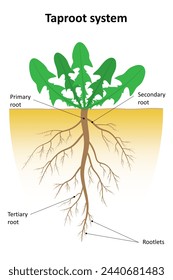 Labeled diagram of taproot system.