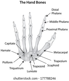 Labeled Hand Bones