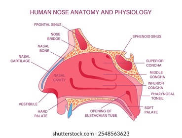 Diagrama de anatomía de la nariz humana, seno frontal, cavidad nasal, concha y estructura del paladar con fines médicos y educativos