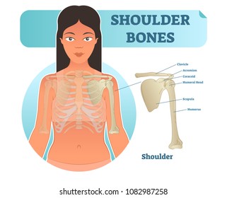 Labeled human shoulder bone anatomical vector illustration diagram poster. Medical health care information.