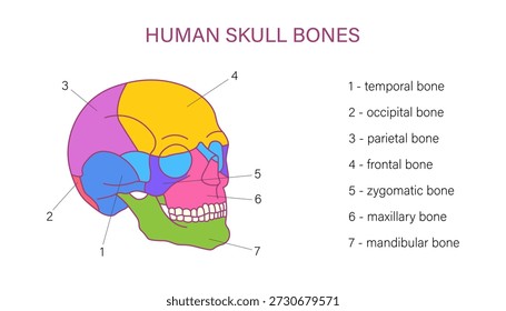 Diagrama de anatomía de huesos del cráneo humano etiquetado con huesos cigomáticos frontales occipitales temporales maxilares y mandibulares ilustración médica