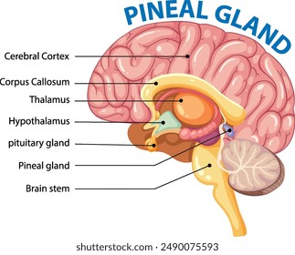 Labeled illustration of brain and pineal gland