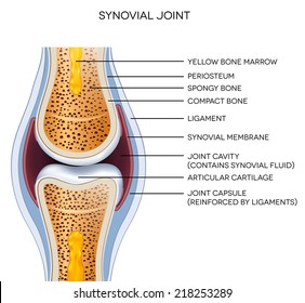 Synovial Joints Hd Stock Images Shutterstock