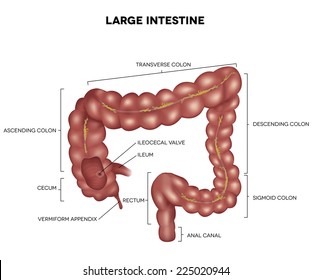 Labeled Large Intestine Detailed Illustration Anatomy Stock Vector ...