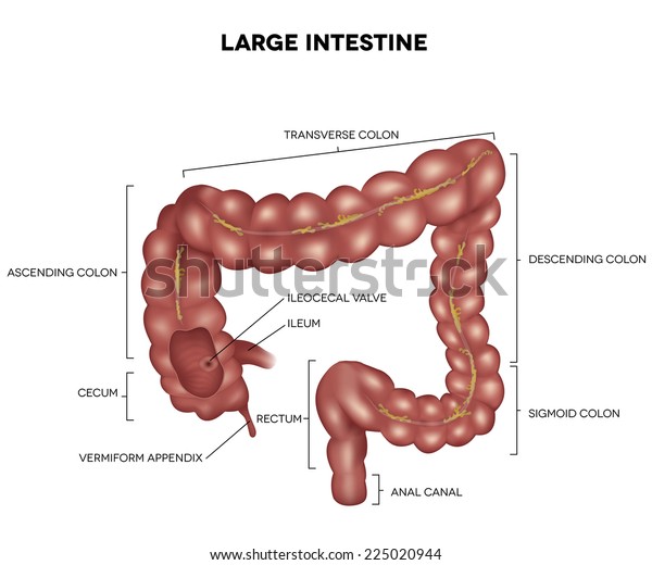 Labeled Large Intestine Detailed Illustration Anatomy Stock Vector ...