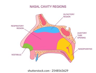 Labeled Nasal Cavity Regions Diagram. Vector Illustration of Olfactory, Respiratory, Nasopharynx, and Vestibule Anatomy for Medical and Educational Applications