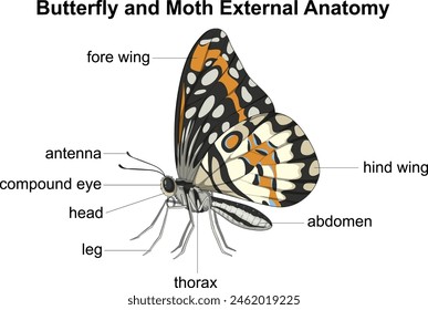 Labeled parts of butterfly and moth anatomy