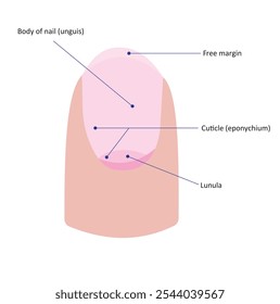 Partes etiquetadas da unha: Vista dorsal mostrando a posição normal do dedo