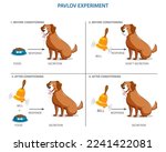 Labeled Pavlovian respondent learn scheme. Dog experiment with food and bell. Salivation research diagram with behavior stimulus psychological educational explanation. Pavlov
