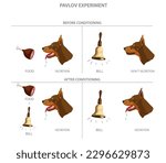 Labeled Pavlovian respondent learn scheme. Dog experiment with food and bell. Salivation research diagram with behavior stimulus psychological educational explanation. Pavlov