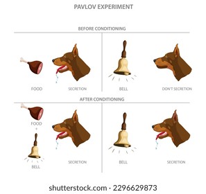 Labeled Pavlovian respondent learn scheme. Dog experiment with food and bell. Salivation research diagram with behavior stimulus psychological educational explanation. Pavlov's experiment