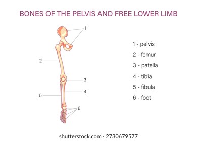 Diagrama etiquetado de la pelvis y los huesos de las extremidades inferiores con rótula de fémur, peroné de tibia e ilustración médica de anatomía esquelética del pie