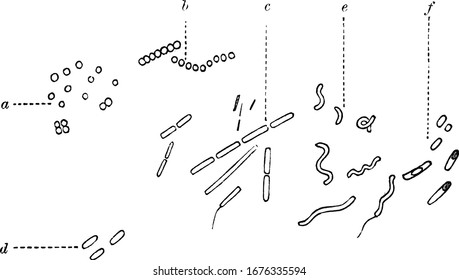 Diplococci Diagram