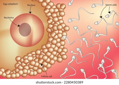Etikettierte Anatomie der Befruchtung menschlicher Eizellen