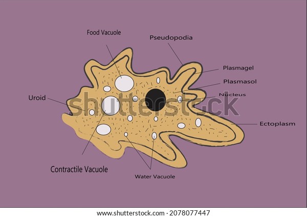 Labelled Diagram Amoeba Amoeba Often Called Stock Vector (Royalty Free