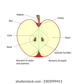 Labelled diagram of an apple.  Longitudinal section of an apple. Fleshy fruit.