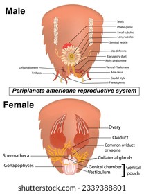  Diagrama etiquetado del sistema reproductivo de cucarachas. Las hembras depositan óvulos llamados oothecae, que contienen varios óvulos, mientras que los machos depositan esperma a través de espermatóforos.