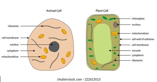 Animal Cell Diagram Images Stock Photos Vectors Shutterstock