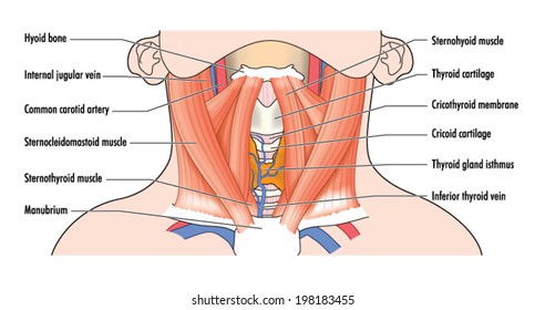 Labelled drawing to show the anterior muscles of the neck and airway structures, including the trachea, thyroid and cartilages