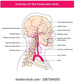 11,890 Body Cavity Images, Stock Photos & Vectors | Shutterstock