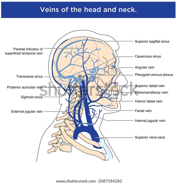 Labelled Drawing Show Anterior Muscles Neck Stock Vector (Royalty Free ...