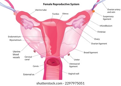 Estructura interna y externa del sistema reproductivo femenino