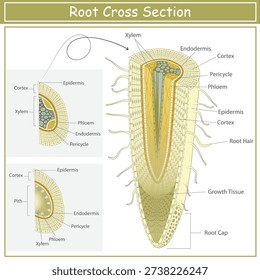 Labelled Root Cross Section Diagram Showing Xylem, Phloem, Cortex, Endodermis and Root Hair Anatomy.
