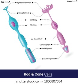 labelled structure of Rod and cone cells of the eye. Function: role in vision function of eye. detailed structure. 