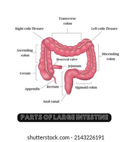 Labelled Vector Diagram Of Large Intestine.
Medically Accurate Diagram Of Large Intestine. Medical Illustration For Education And Scientific Research. Anatomy Of Large Intestine.