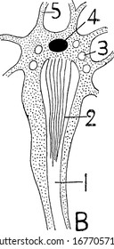 Labels: (1), showing the long cili (2), the excretory globules (3), the nucleus (4), and pseudopodia-like processes (5) passing among adjacent cells, vintage line drawing or engraving illustration.