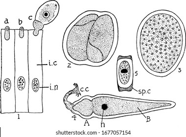 Labels, 1, Young forms (a, b, c) emerging from intestinal cells (i.c.); i.n, nucleus of intestinal cell; 2, Two forms conjugating; and other, vintage line drawing or engraving illustration.