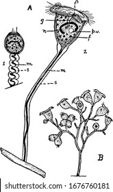 Labels: A, Vorticella, a stalked ciliate Infusorian; I, contracted; 2, extended. f, food vacuoles; g, gullet; m, contractile fibre (muscular); and other, vintage line drawing or engraving illustration