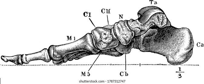 Labels: Ca, calcaneum, or os calcis; Ta, articular surface for tibia on the astragalus; N, scaphoid bone; CI, CII, cuneiform bones; and other, vintage line drawing or engraving illustration.