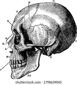 Labels: O, occipital bone; T, temporal; Pr, parietal; F, frontal; S, sphenoid; Z, malar; Mx, maxilla; N, nasal; E, ethmoid; and other, vintage line drawing or engraving illustration.