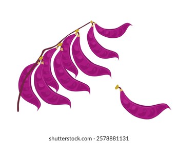 Lablab purpureus on white background.