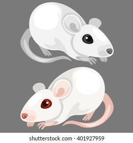 Laboratory albino rat and white mouse isolated on a gray background. Vector illustration.