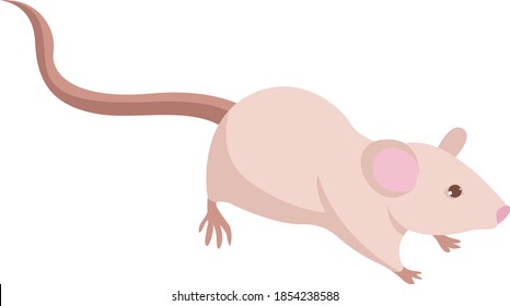 Laboratory mouse, illustration, vector on white background