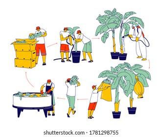Labour Characters Working on Banana Plantation Watering, Fertilizing Palm Trees, Collecting Harvest, Washing, Sorting and Packing Crop into Boxes for Distribution. Linear People Vector Illustration