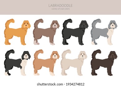 Labradoodle clipart. Different poses, coat colors set.  Vector illustration