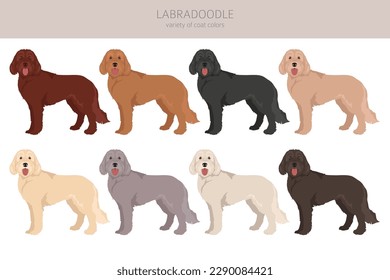 Labradoodle Clip Art. Unterschiedliche Posen, Farben für die Fellfarbe.  Vektorgrafik